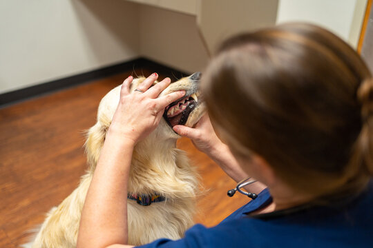 Dog receiving comprehensive exam