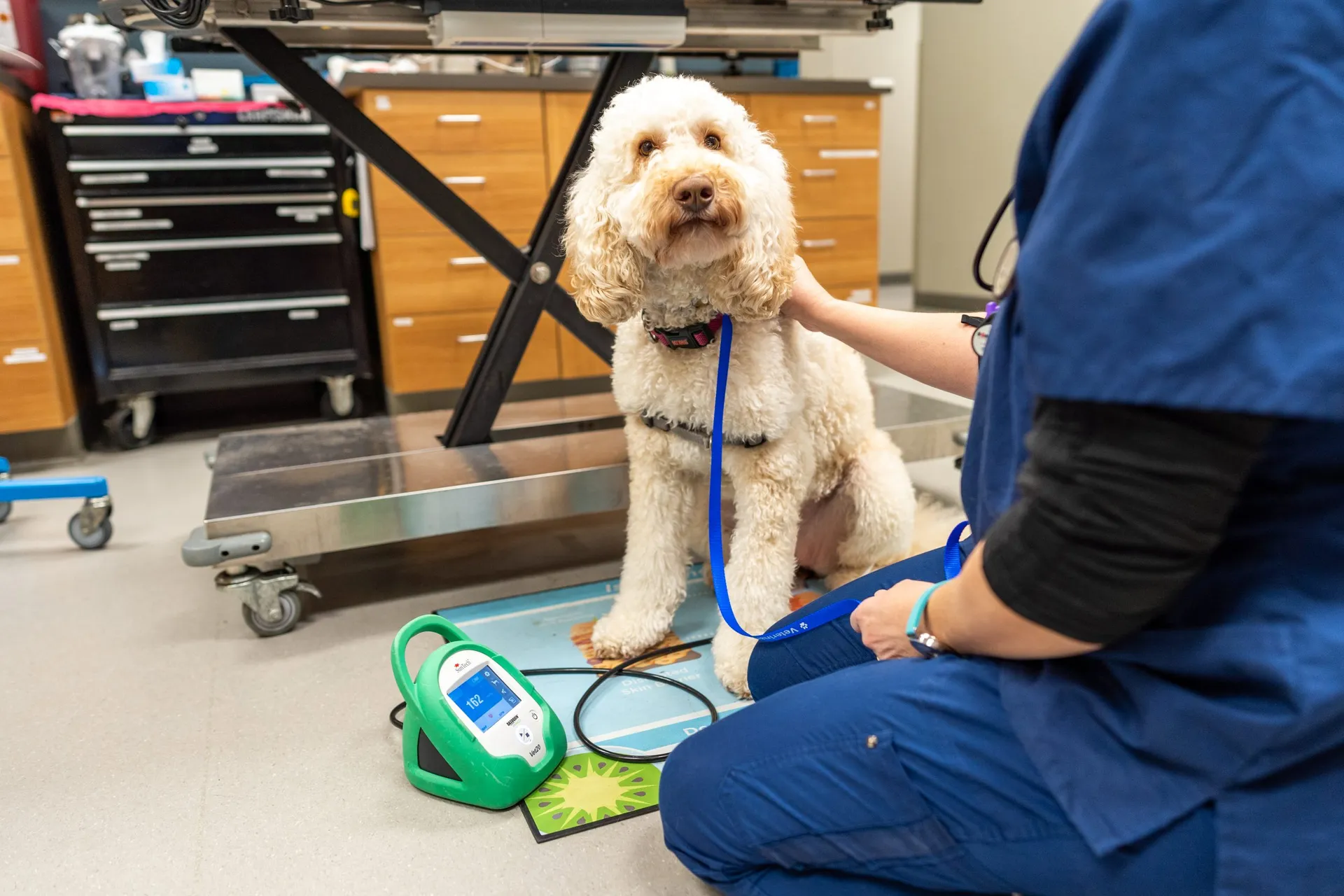 Veterinarian examining dog in exam room