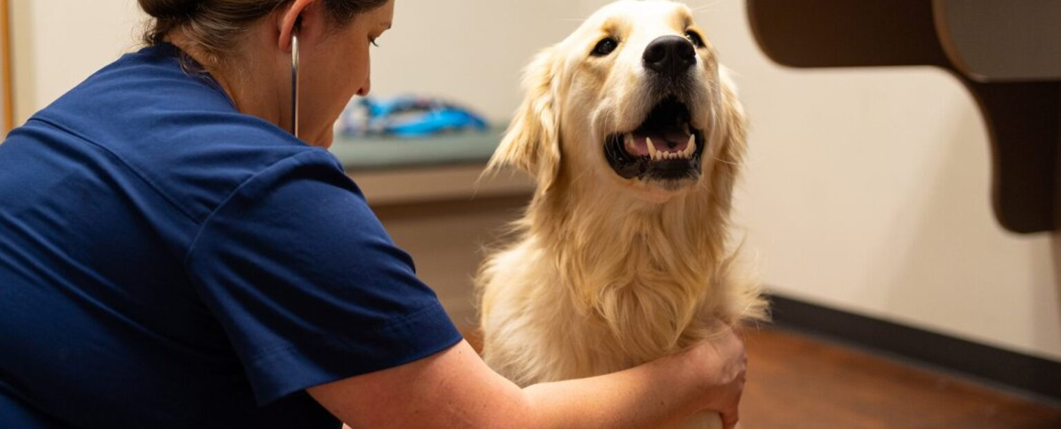vet examining dog