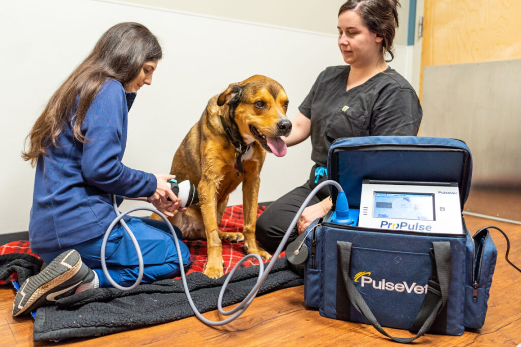 dog in rehabilitation