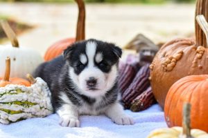 Thanksgiving Foods Dogs Can Eat