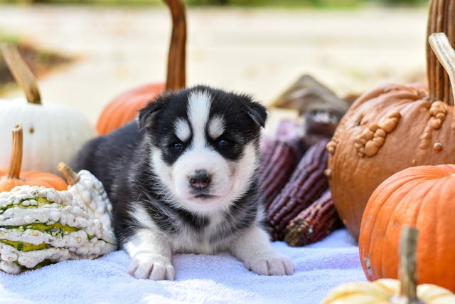 Husky puppy laying next to pumpkins