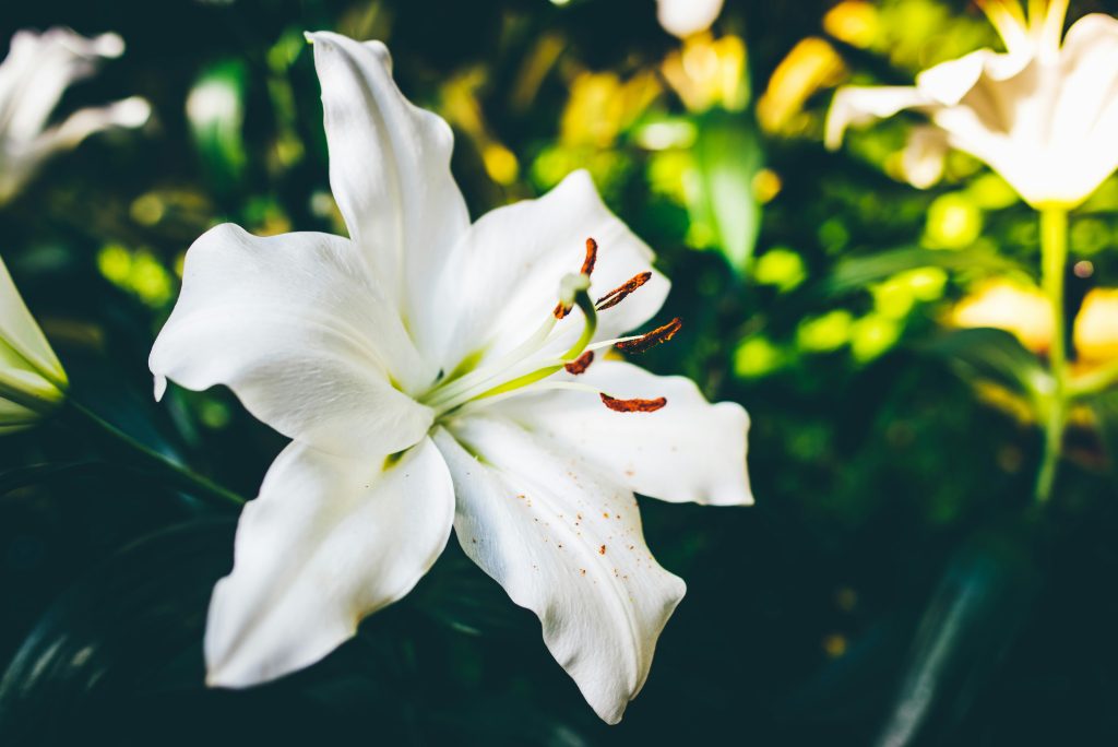 white lily