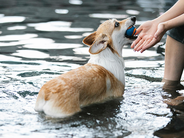 How to Prevent Pets from Overheating in the Summer
