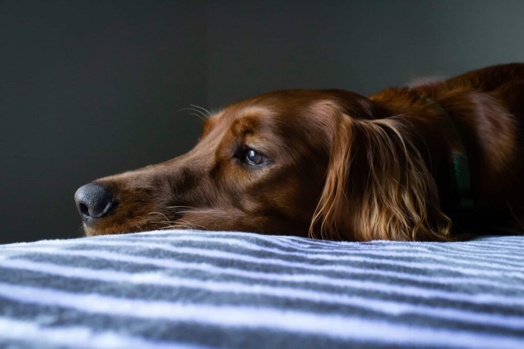 Parvovirus: What You Need to Know